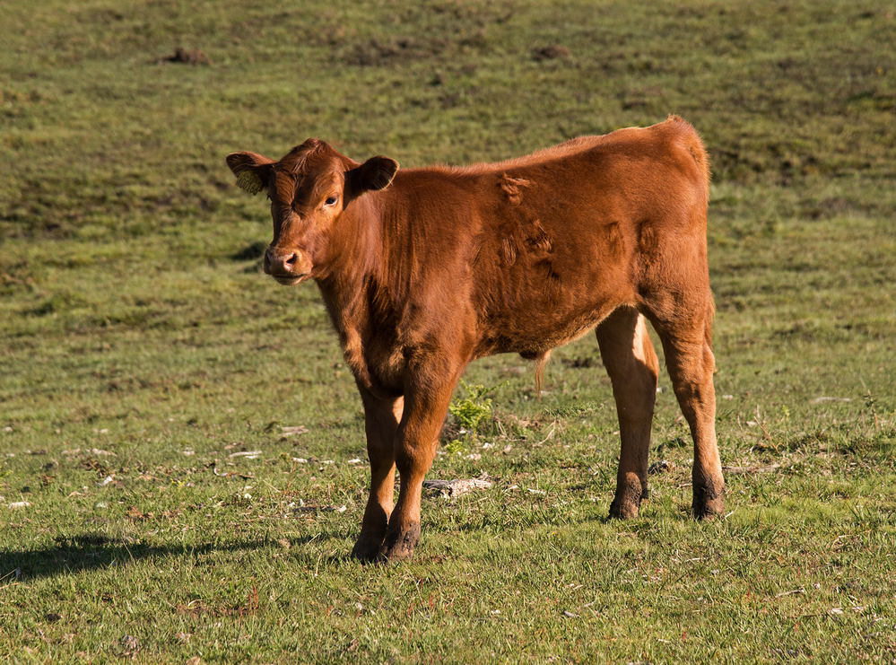 Spring Young Cow at Pipers Wait